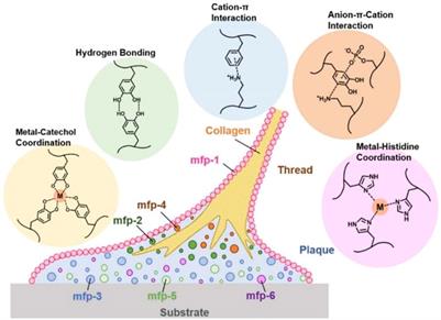 Mussel-inspired nanoparticle composite hydrogels for hemostasis and wound healing